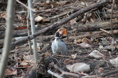 Dryobates villosus