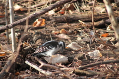 Dryobates villosus