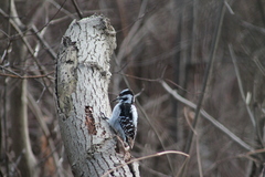 Dryobates villosus