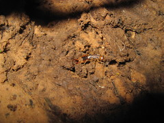 Labidura riparia