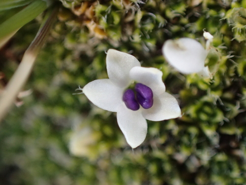 Veronica pulvinaris, photograph 5