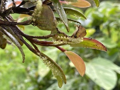 Stelis morganii