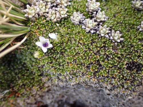 Veronica pulvinaris, photograph 4