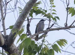 Phaenicophilus poliocephalus