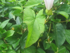 Calystegia sepium roseata x Silvatica disjuncta