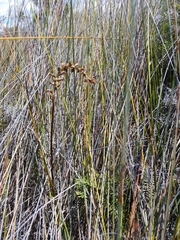Prasophyllum hectorii