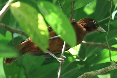 Rusty Pitohui (Pseudorectes ferrugineus), photo 10