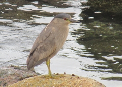 Nycticorax nycticorax obscurus