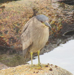 Nycticorax nycticorax obscurus