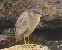 Nycticorax nycticorax obscurus