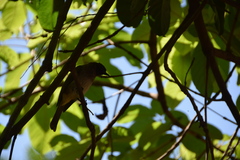 Pycnonotus barbatus tricolor