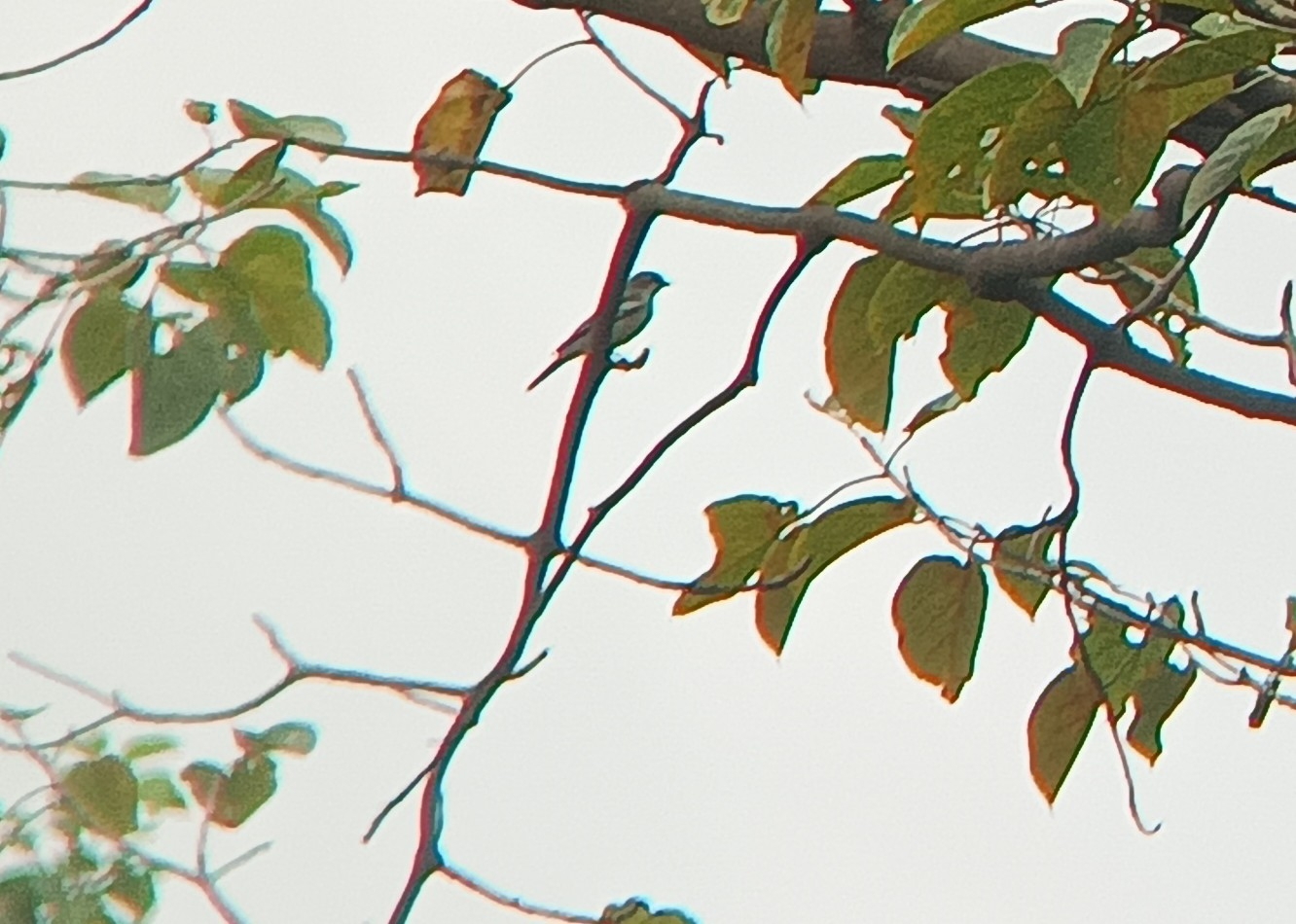 Pied Triller (Lalage nigra)