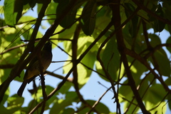 Pycnonotus barbatus tricolor