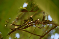 Pycnonotus barbatus tricolor