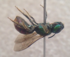 Ceratina eximia
