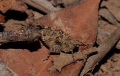 Paratettix argillaceus