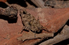 Paratettix argillaceus