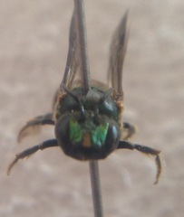 Ceratina eximia
