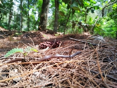 Gongylosoma baliodeira