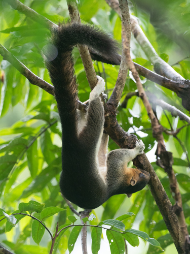 Pale Giant Squirrel