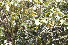 Chrysothlypis chrysomelas image