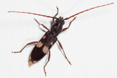 Phoracantha punctata