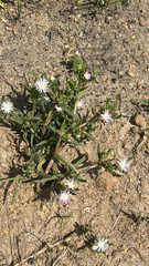 Delosperma herbeum, photograph (c) alanbedfordshaw, some rights reserved (CC BY-SA)
