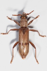 Omotes pilosus