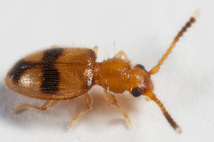 Psammoecus lancifer