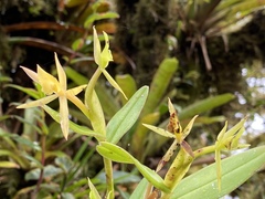 Epidendrum geminiflorum