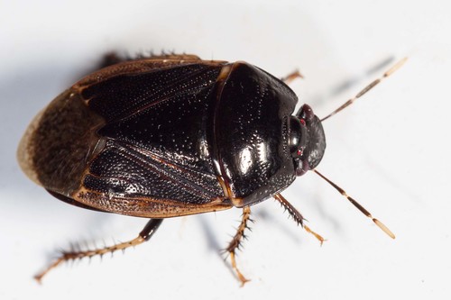 Adrisa flavomarginata · iNaturalist