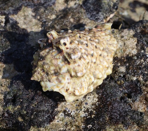 Strombus lentiginosus observed 2025-12-06