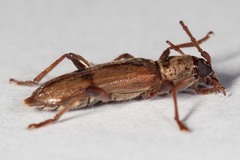 Omotes pilosus