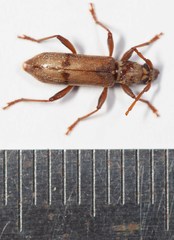 Omotes pilosus