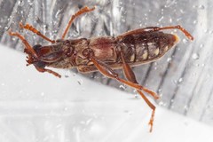 Omotes pilosus