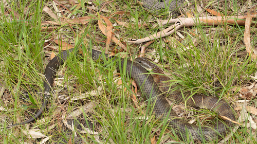 Tiger Snake sighting