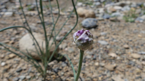 Allium ophiophyllum
