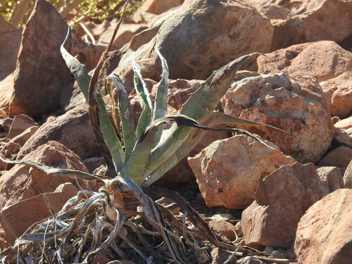 Agave roseana Trel. 2
