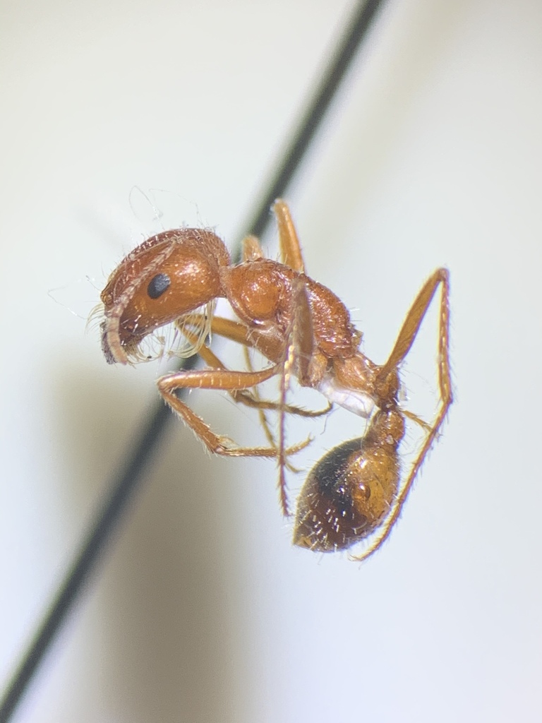 Hoelldobler's Harvester Ant