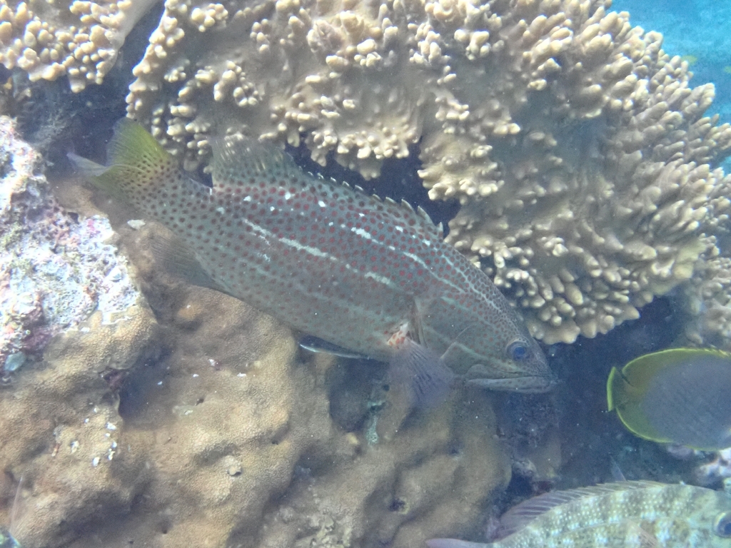Slender grouper