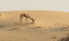 Gazella arabica