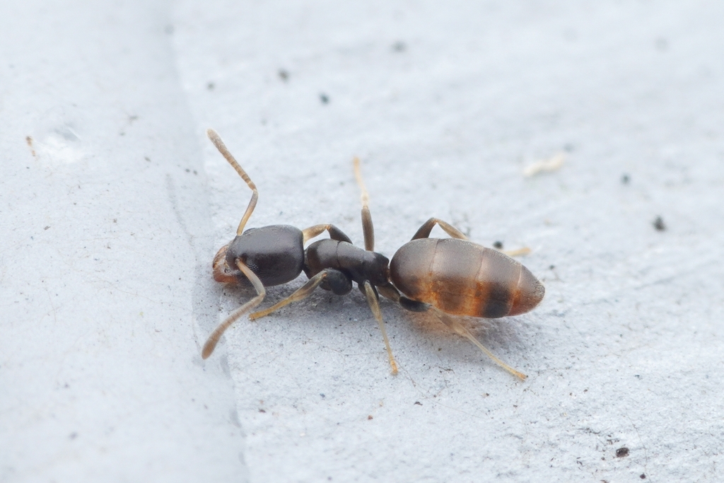 Tapinoma minutum