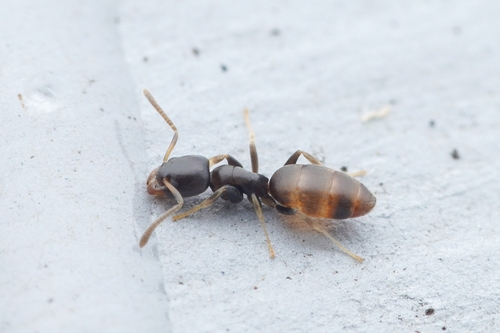 Tapinoma minutum
