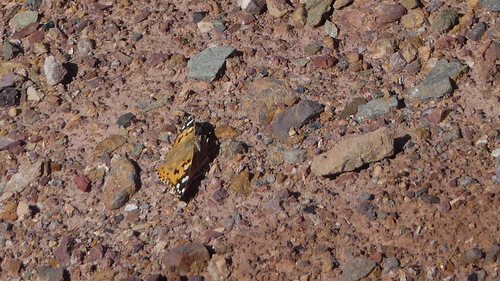 Painted Lady