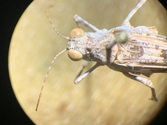 Anconia integra