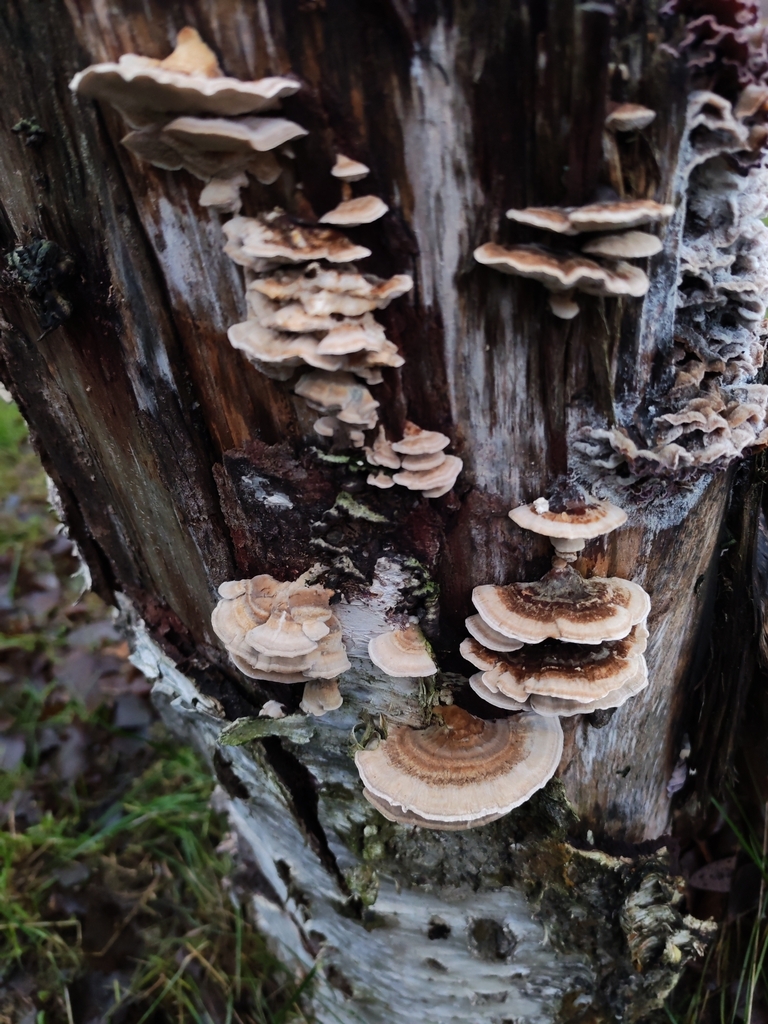 Trametes ochracea · December 2025 · photo: © terolinjama (iNaturalist, cc0)