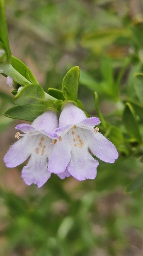 tall mintbush (Prostanthera behriana)