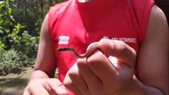 Gongylosoma baliodeira