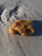 Aplidium stellatum