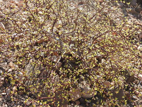 Bursera epinnata (Bursera epinnata)
